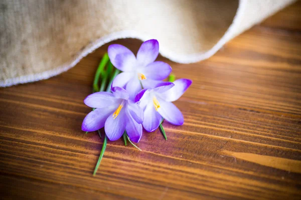 Primavera Púrpura Pequeñas Flores Cocodrilo Una Mesa Madera —  Fotos de Stock