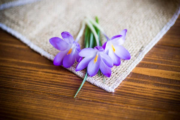 Primavera Púrpura Pequeñas Flores Cocodrilo Una Mesa Madera —  Fotos de Stock