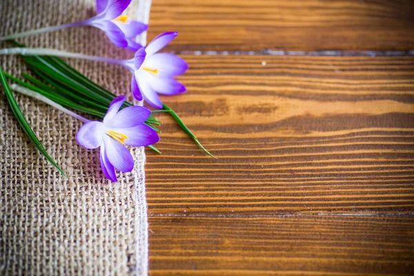 Frühling Lila Kleine Krokusblüten Auf Einem Holztisch — Stockfoto