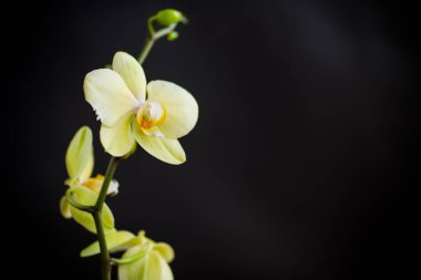 Sarı orkide falanopsis çiçeği, siyah bir arkaplanda izole edilmiş.