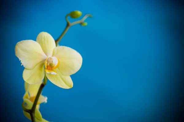 Flor Amarela Falaenopsis Orquídea Isolada Fundo Azul — Fotografia de Stock