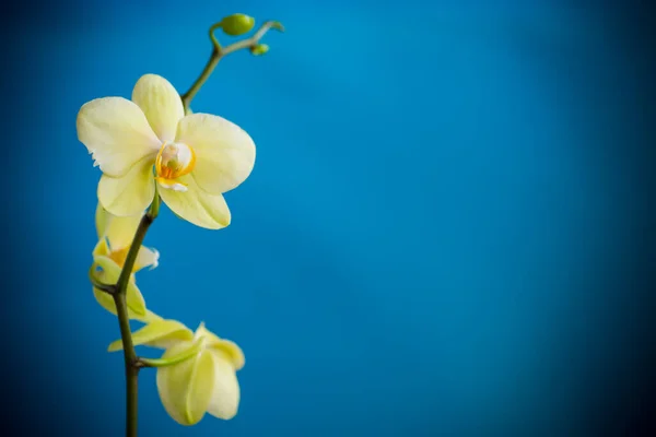 Flor Amarela Falaenopsis Orquídea Isolada Fundo Azul — Fotografia de Stock