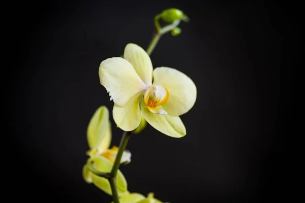 Flor Phalaenopsis Orquídea Amarilla Aislada Sobre Fondo Negro — Foto de Stock
