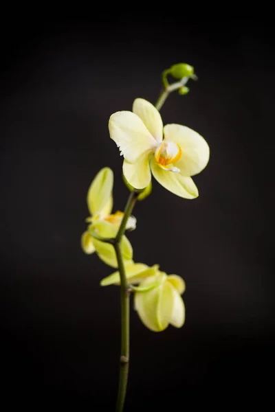 Flor Amarela Falaenopsis Orquídea Isolada Fundo Preto — Fotografia de Stock