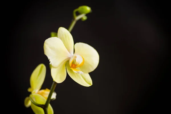 Žlutá Orchidej Phalaenopsis Květ Izolované Černém Pozadí — Stock fotografie