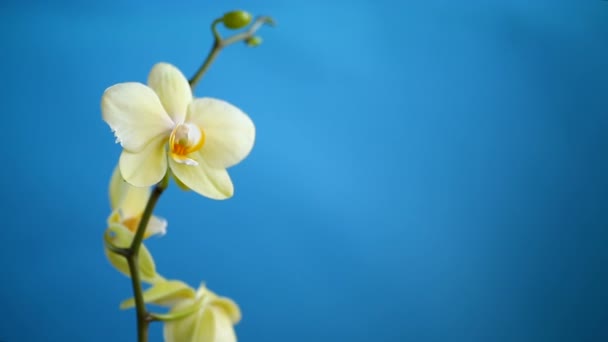 Жовта квітка орхідеї фаленопсис на синьому фоні — стокове відео
