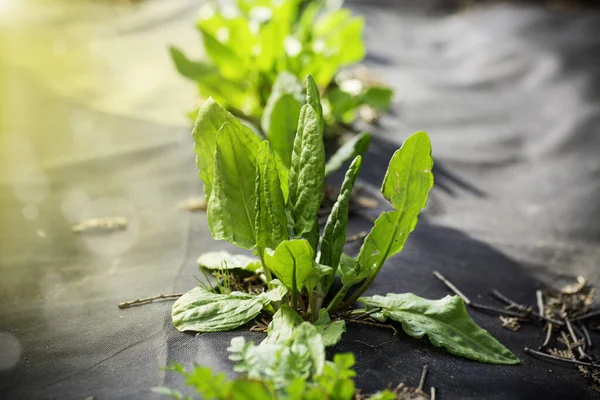 Green Fresh Sorrel Grows Agrofiber Spring Summer Outdoors — Stock Photo, Image