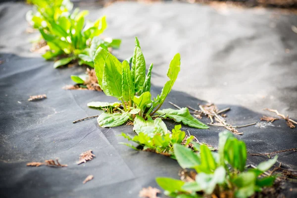 Green Fresh Sorrel Grows Agrofiber Spring Summer Outdoors — Stock Photo, Image