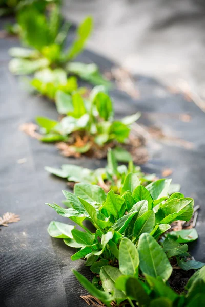 Green Fresh Sorrel Grows Agrofiber Spring Summer Outdoors — Stock Photo, Image