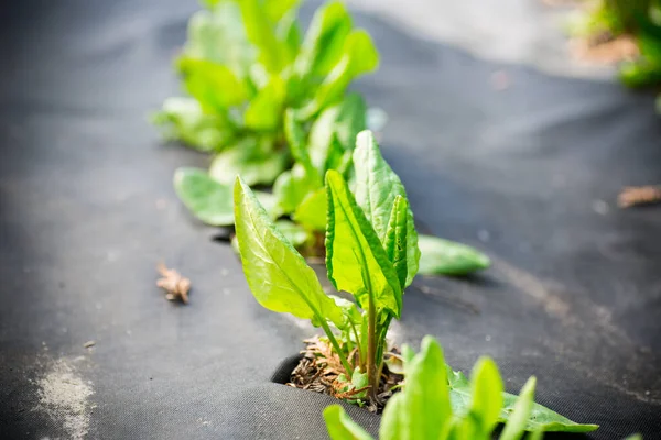 Acedera Fresca Verde Crece Agrofibra Primavera Verano Aire Libre — Foto de Stock