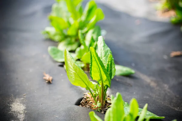 Acedera Fresca Verde Crece Agrofibra Primavera Verano Aire Libre —  Fotos de Stock