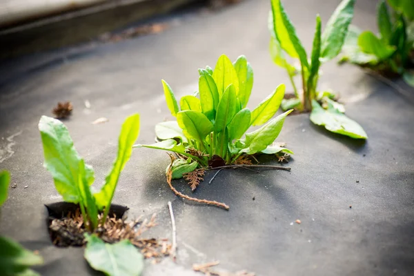 Acedera Fresca Verde Crece Agrofibra Primavera Verano Aire Libre — Foto de Stock