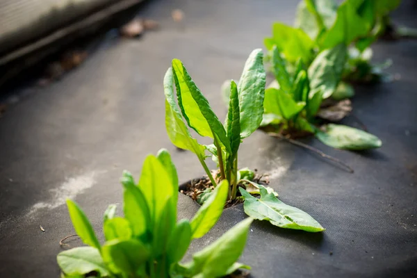 Acedera Fresca Verde Crece Agrofibra Primavera Verano Aire Libre — Foto de Stock