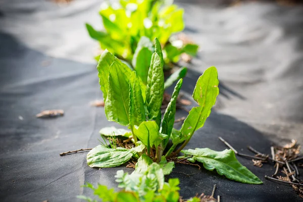 Green Fresh Sorrel Grows Agrofiber Spring Summer Outdoors — Stock Photo, Image