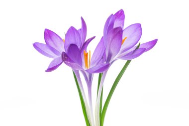 bahar mor küçük çiçek beyaz arkaplanda izole