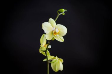 Sarı orkide falanopsis çiçeği, siyah bir arkaplanda izole edilmiş.