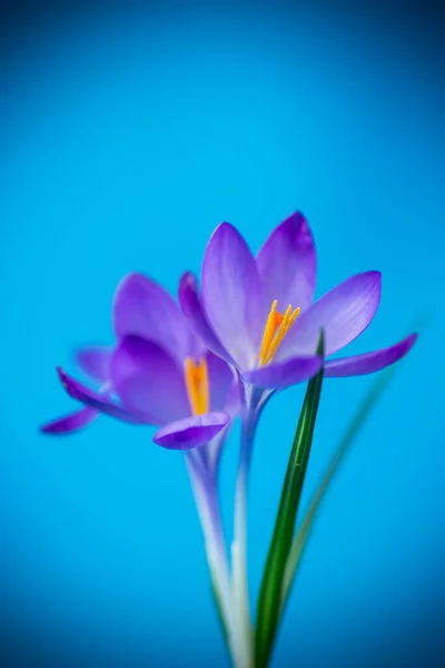 Wiosna Fioletowy Mały Krokus Kwiaty Izolowane Niebieskim Tle — Zdjęcie stockowe