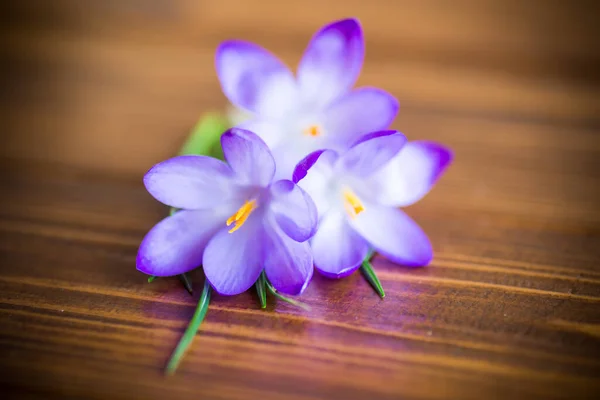 Primavera Roxo Pequenas Flores Croco Uma Mesa Madeira — Fotografia de Stock