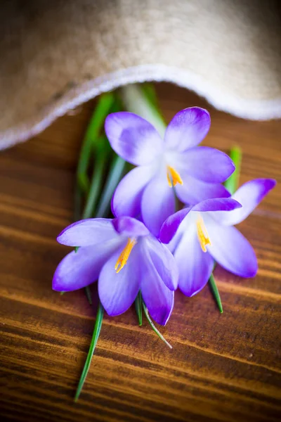 Spring Purple Little Crocus Flowers Wooden Table — Stock Photo, Image