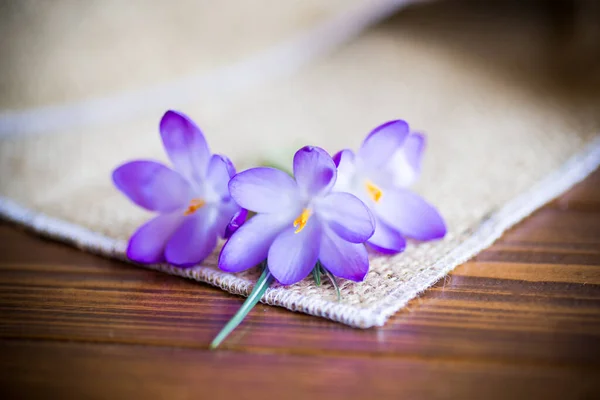 Frühling Lila Kleine Krokusblüten Auf Einem Holztisch — Stockfoto