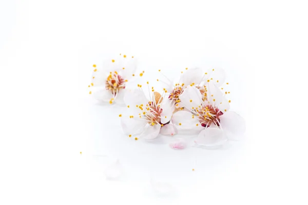 Branch Blooming Spring Apricots White Background — Stock Photo, Image