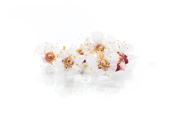 Rama Albaricoques Florecientes Primavera Sobre Fondo Blanco —  Fotos de Stock