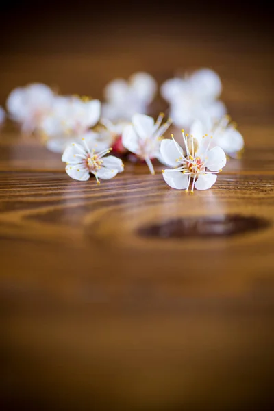 木のテーブルの上に春のアプリコットの花の枝 — ストック写真