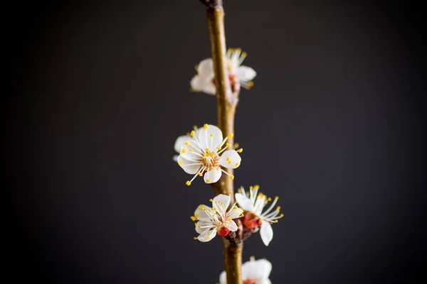 Filial Blommande Våren Aprikos Svart Bakgrund — Stockfoto