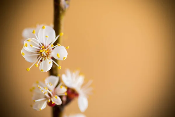 オレンジの背景に春のアプリコットの花の枝 — ストック写真