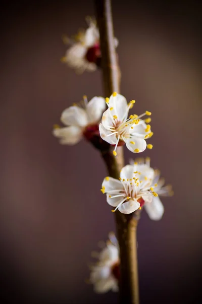 Branch Blooming Spring Apricots Dark Blurry Background — Stock Photo, Image