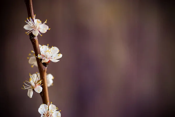 Větev Kvetoucích Jarních Meruněk Tmavém Rozmazaném Pozadí — Stock fotografie