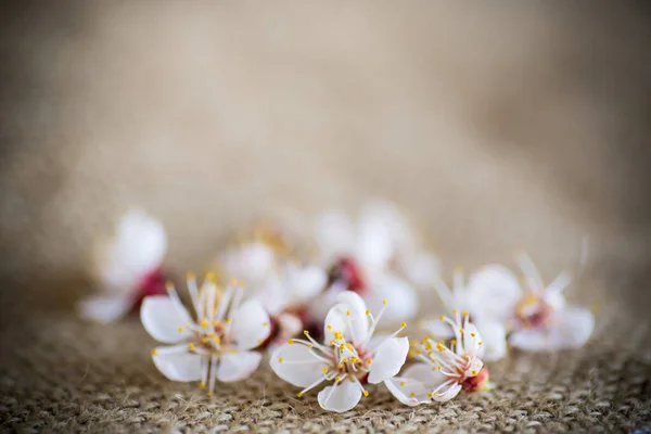 Branch Blooming Spring Apricots Burlap Close — Stock Photo, Image