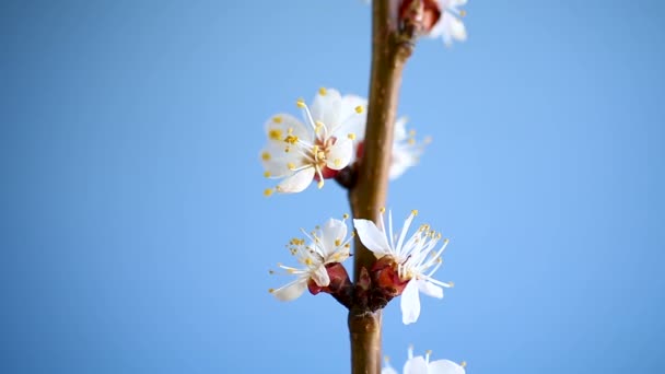 Zweig Der Blühenden Frühlingsaprikosen — Stockvideo