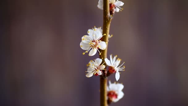 Ветвь Цветущих Весенних Абрикосов — стоковое видео