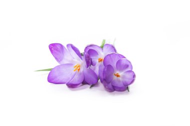 bahar mor küçük çiçek beyaz arkaplanda izole