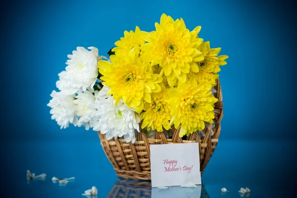 Bouquet White Chrysanthemums Greeting Card Mom Blue Background — 스톡 사진