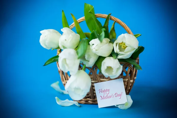 Hermoso Ramo Tulipanes Blancos Aislados Sobre Fondo Azul —  Fotos de Stock