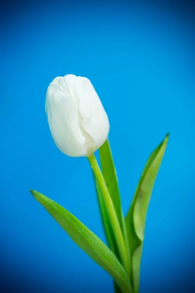 Belo Buquê Tulipas Brancas Isoladas Fundo Azul — Fotografia de Stock