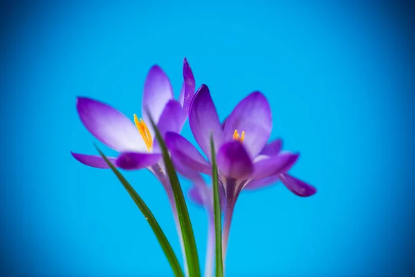 Vår Lila Lilla Krokus Blommor Isolerad Blå Bakgrund — Stockfoto