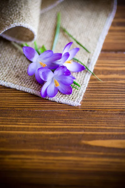 Wiosenny Fioletowy Mały Krokus Kwiaty Drewnianym Stole — Zdjęcie stockowe