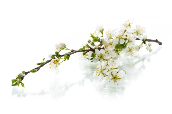 Gałąź Kwitnąca Kwiatami Śliwki Białym Tle — Zdjęcie stockowe