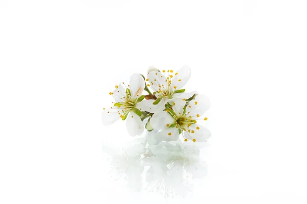 Branche Florale Avec Des Fleurs Prunier Isolées Sur Fond Blanc — Photo