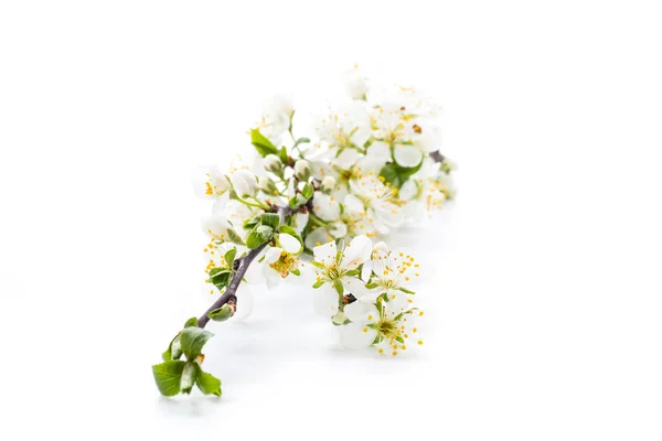 Rama Floreciente Con Flores Ciruela Aisladas Sobre Fondo Blanco —  Fotos de Stock