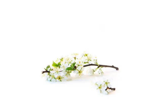 Flowering Branch Plum Flowers Isolated White Background — Stock Photo, Image