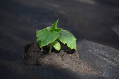Genç salatalık filizleri topraktan agrofiber ile yetişir.