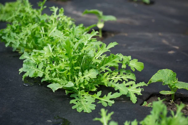 Green Fresh Arugula Grows Ground Black Agrofibre — Stock Photo, Image