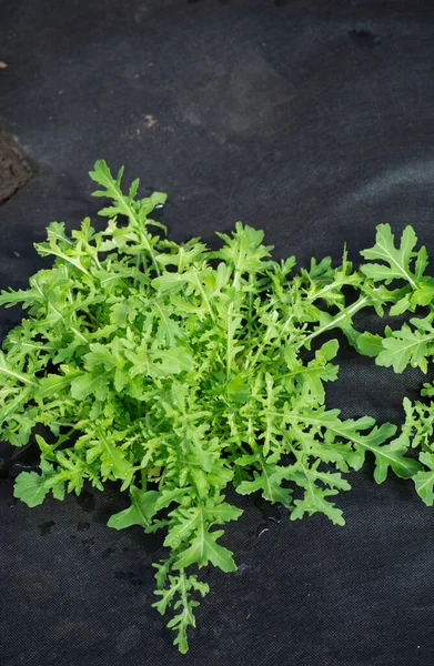 Frischer Grüner Rucola Wächst Boden Auf Schwarzen Agrofasern — Stockfoto