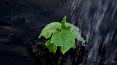 Küçük salatalık filizi topraktan agrofiberde yetişir.
