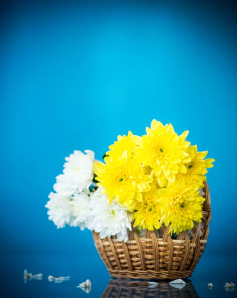 Bouquet Crisantemi Bianchi Con Biglietto Auguri Mamma Sfondo Blu — Foto Stock