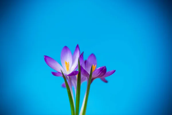 Άνοιξη Μωβ Μικρά Λουλούδια Κρόκους Απομονώνονται Μπλε Φόντο — Φωτογραφία Αρχείου
